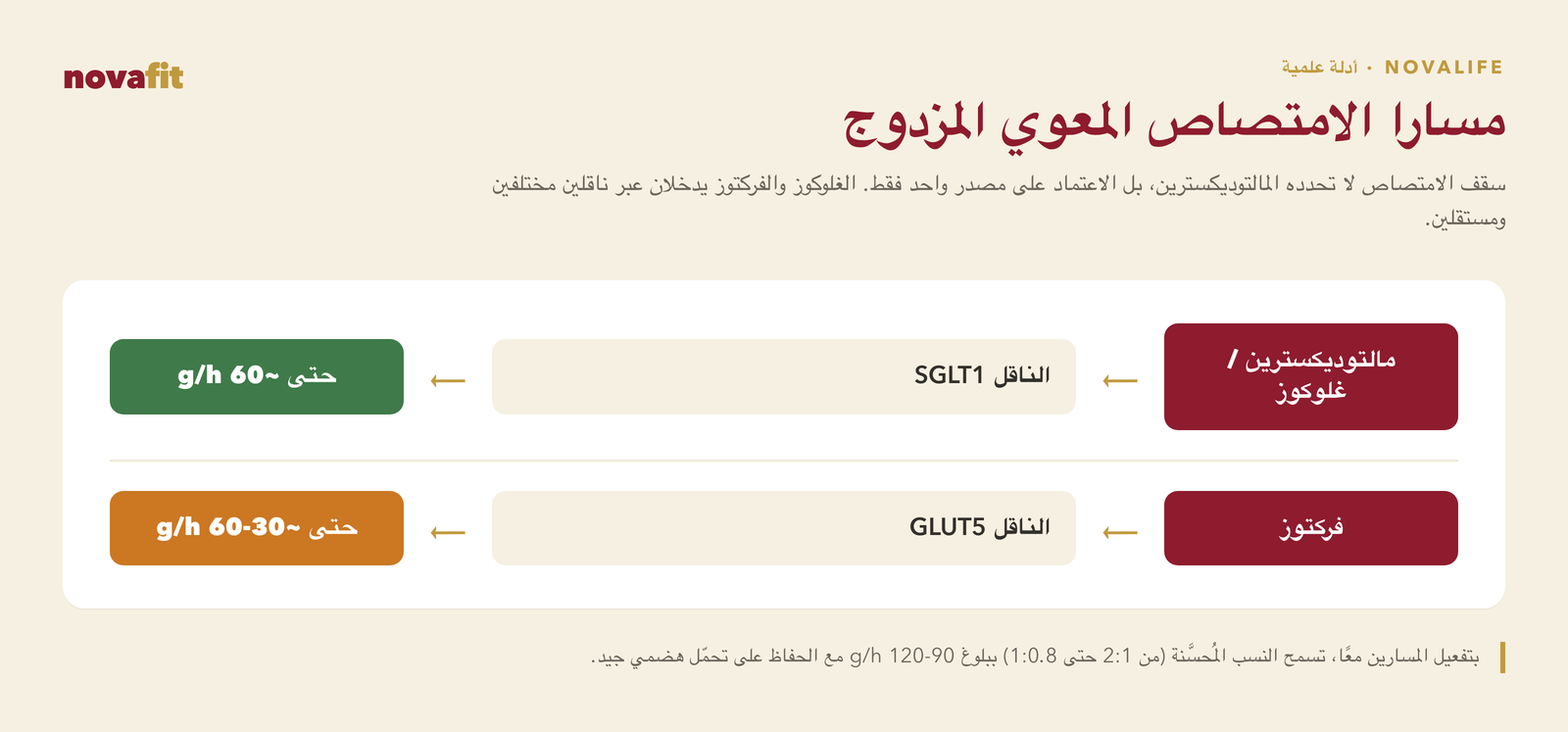 مساران معويان متوازيان للامتصاص: المالتوديكسترين والغلوكوز يدخلان عبر الناقل SGLT1 بحدّ أقصى يناهز 60 g/h، بينما يسلك الفركتوز الناقل GLUT5 بالتوازي معه