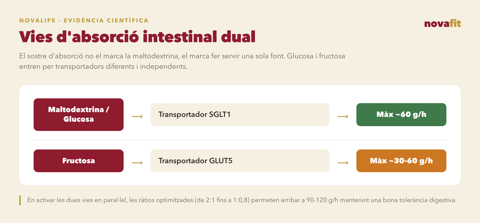 Vies d'absorció intestinal dual: la maltodextrina i la glucosa entren pel transportador SGLT1 fins a un màxim aproximat de 60 g/h, mentre que la fructosa fa servir el transportador GLUT5 en paral·lel