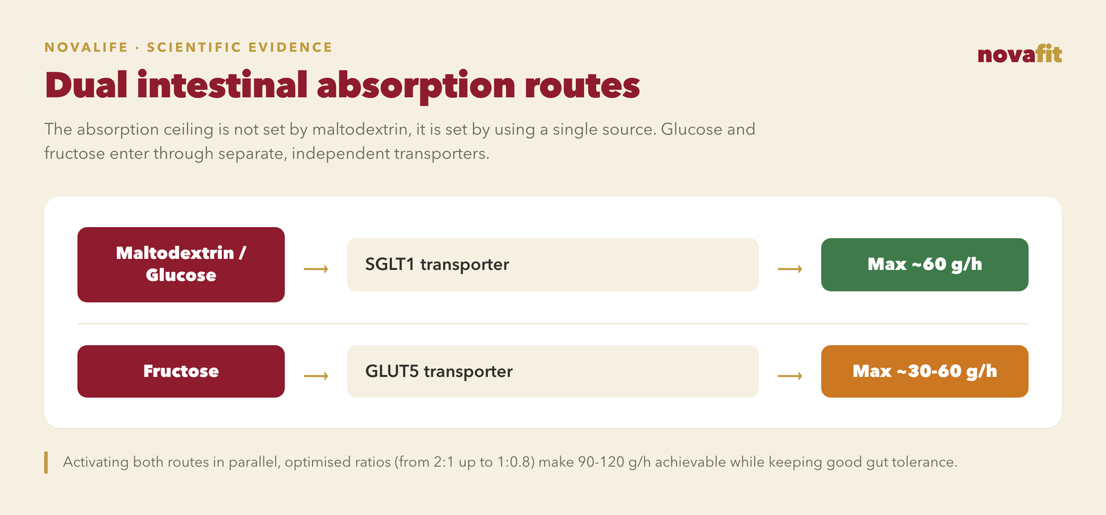 Dual intestinal absorption pathways: maltodextrin and glucose enter through the SGLT1 transporter up to a ceiling of roughly 60 g/h, while fructose uses the GLUT5 transporter in parallel