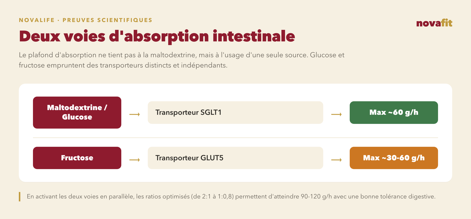 Voies d'absorption intestinale duale : la maltodextrine et le glucose empruntent le transporteur SGLT1 jusqu'à un maximum d'environ 60 g/h, tandis que le fructose utilise en parallèle le transporteur GLUT5